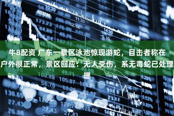 牛8配资 广东一景区泳池惊现游蛇，目击者称在户外很正常，景区回应：无人受伤，系无毒蛇已处理